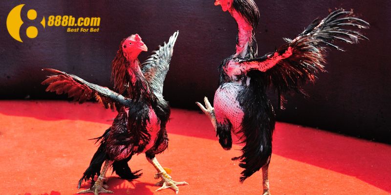 Anh Lê Văn Long Ăn 700 Triệu Từ Cược Đá Gà Tại 888B: Một Pha Đặt Cửa Đầy Tính Toán! 3 Những kinh nhiệm được anh Long đúc kết